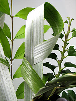 Design 293 closeup