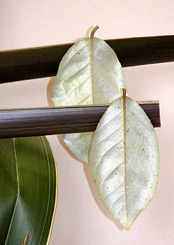 Design 4 closeup of hanging Eleagnus pungens maculata leaves